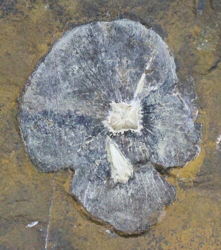 Fossil Juglandaceae (Winged Walnut) Fruit - North Dakota #22723